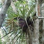 Tillandsia fasciculata Blad