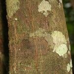 Virola michelii Corteza