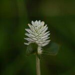 Gomphrena serrata Кветка