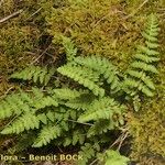 Woodsia ilvensis موطن