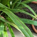 Dianella ensifolia Blatt