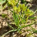 Cyperus squarrosus Altro