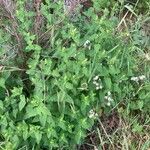 Teucrium scorodonia Habitatea