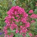 Centranthus lecoqiiКвітка