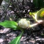 Morinda citrifolia Плод