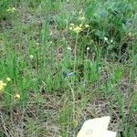 Lomatium triternatum Λουλούδι