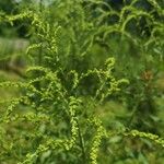 Solidago nemoralis Leaf