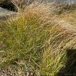 Carex eburnea List