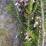 Erica vagans Lehti