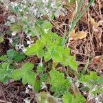 Pelargonium tomentosum Blatt