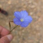 Linum narbonenseKwiat