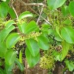 Pisonia subcordata عادت داشتن