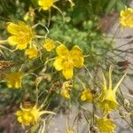 Aquilegia chrysantha Blüte