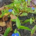 Commelina ensifolia 整株植物