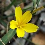 Lactuca viminea Λουλούδι