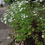 Tanacetum parthenium 整株植物