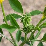 Trigonella esculenta Leaf