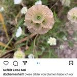 Scabiosa stellata Fleur