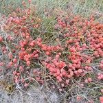 Ephedra distachya Fruit