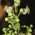 Curatella americana Fruit