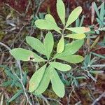 Myrica gale Blad