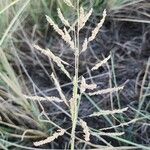 Calamagrostis pseudophragmites Blüte