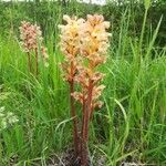 Orobanche luteaKukka