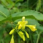 Diervilla lonicera Flower