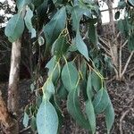 Eucalyptus ovata ഇല