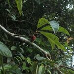 Aniba puchury-minor Fruit