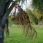 Mauritia flexuosa Fruit