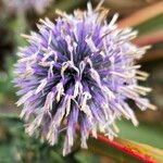 Echinops bannaticusFlor