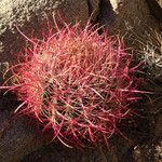 Ferocactus cylindraceus Foglia