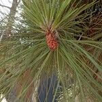 Pinus pinaster Лист