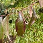 Stewartia rostrata Hoja