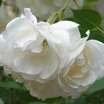Rosa moschata Květ