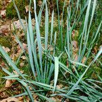 Narcissus poeticus Blad