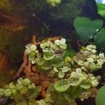 Salvinia minima