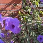 Ruellia simplex Blüte