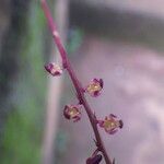 Bulbophyllum calyptratum Kwiat