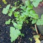 Sonchus oleraceus Fulla