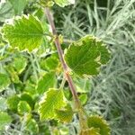 Plectranthus madagascariensis 樹皮