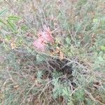 Calliandra eriophyllaFlower