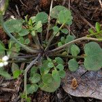 Cardamine oligosperma Агульны выгляд