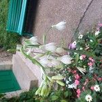 Ornithogalum candicans Flor