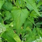 Agastache rugosa Likasa