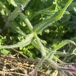 Anchusa azurea Levél