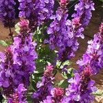 Salvia nemorosa Flor