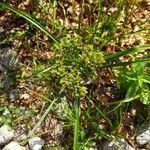 Cyperus eragrostisᱥᱟᱠᱟᱢ