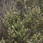 Ceanothus crassifolius Агульны выгляд